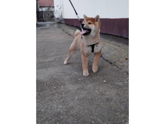 Shiba inu